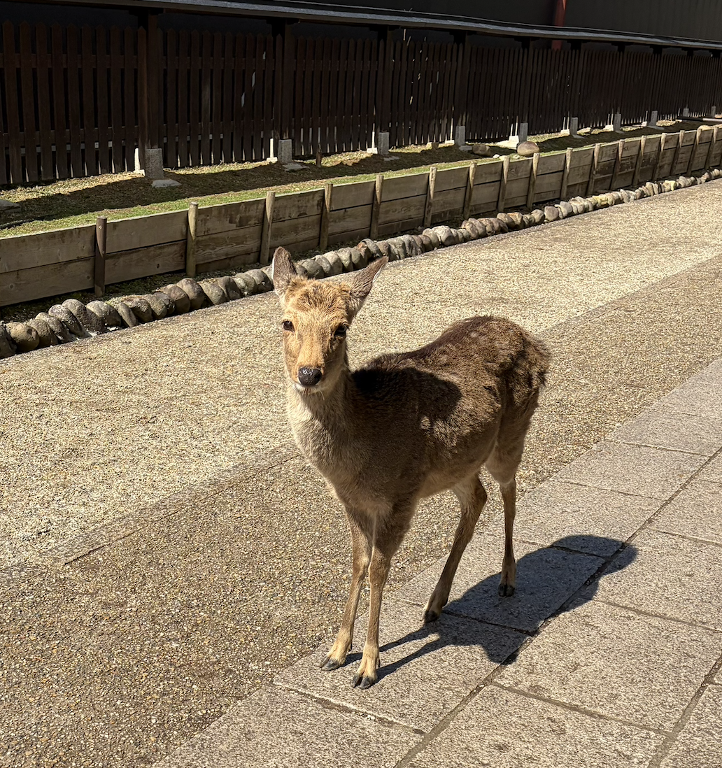 Sika-Deer